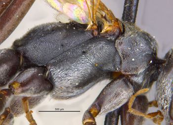 Media type: image;   Entomology 25908 Aspect: thorax lateral